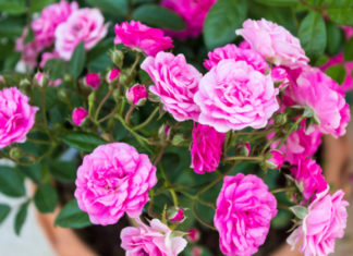 Camelia 707 0 033 Camelia_ok